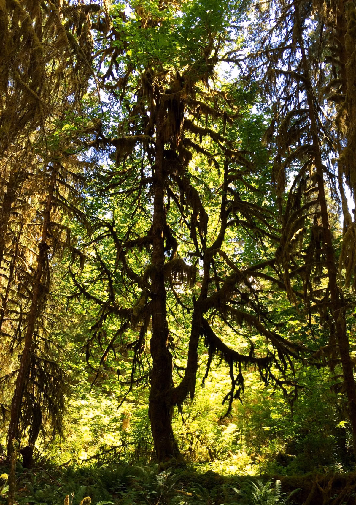 Moss-draped branches and tall trees in a sunlit Pacific Northwest forest
