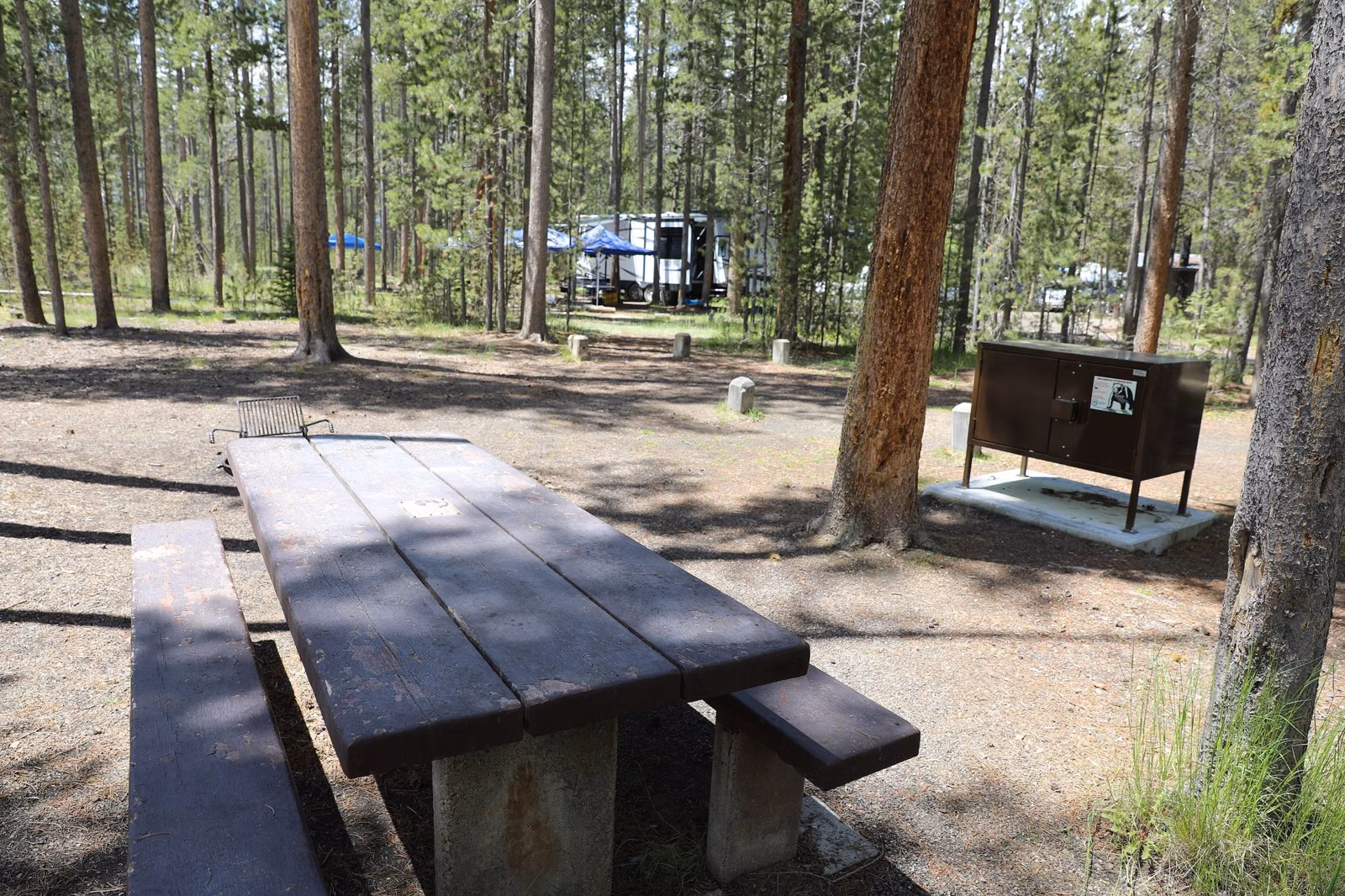 A picnic table and food storage box at a campsite in a pine forest