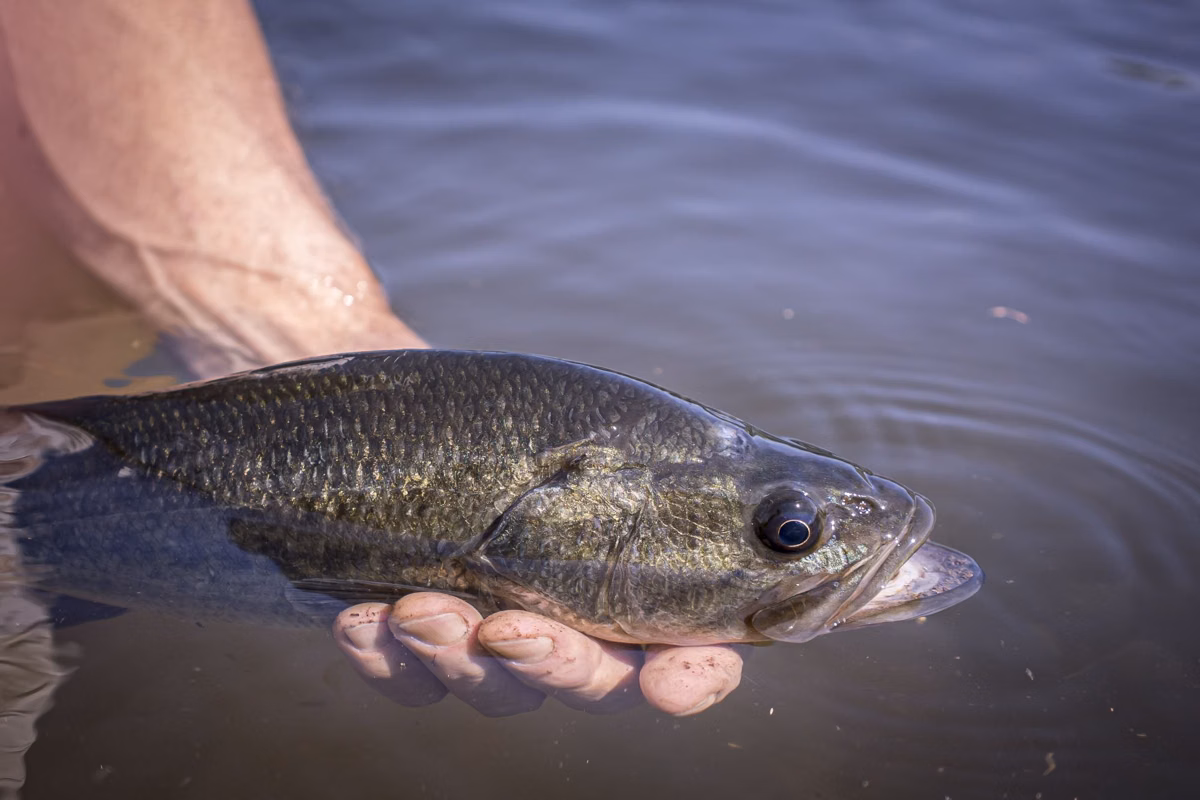 An angler holding a largemouth bass at the surface before releasing it