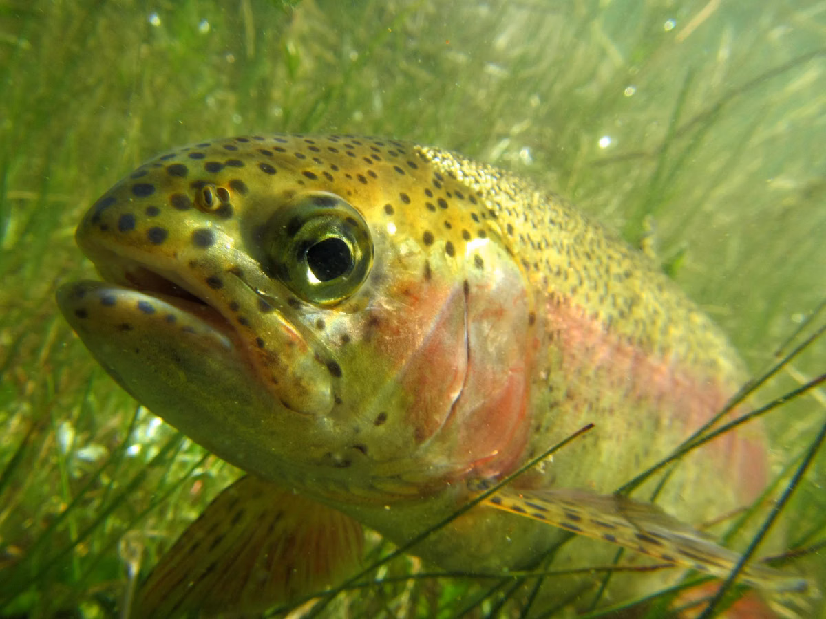 A rainbow trout swimming among underwater plants