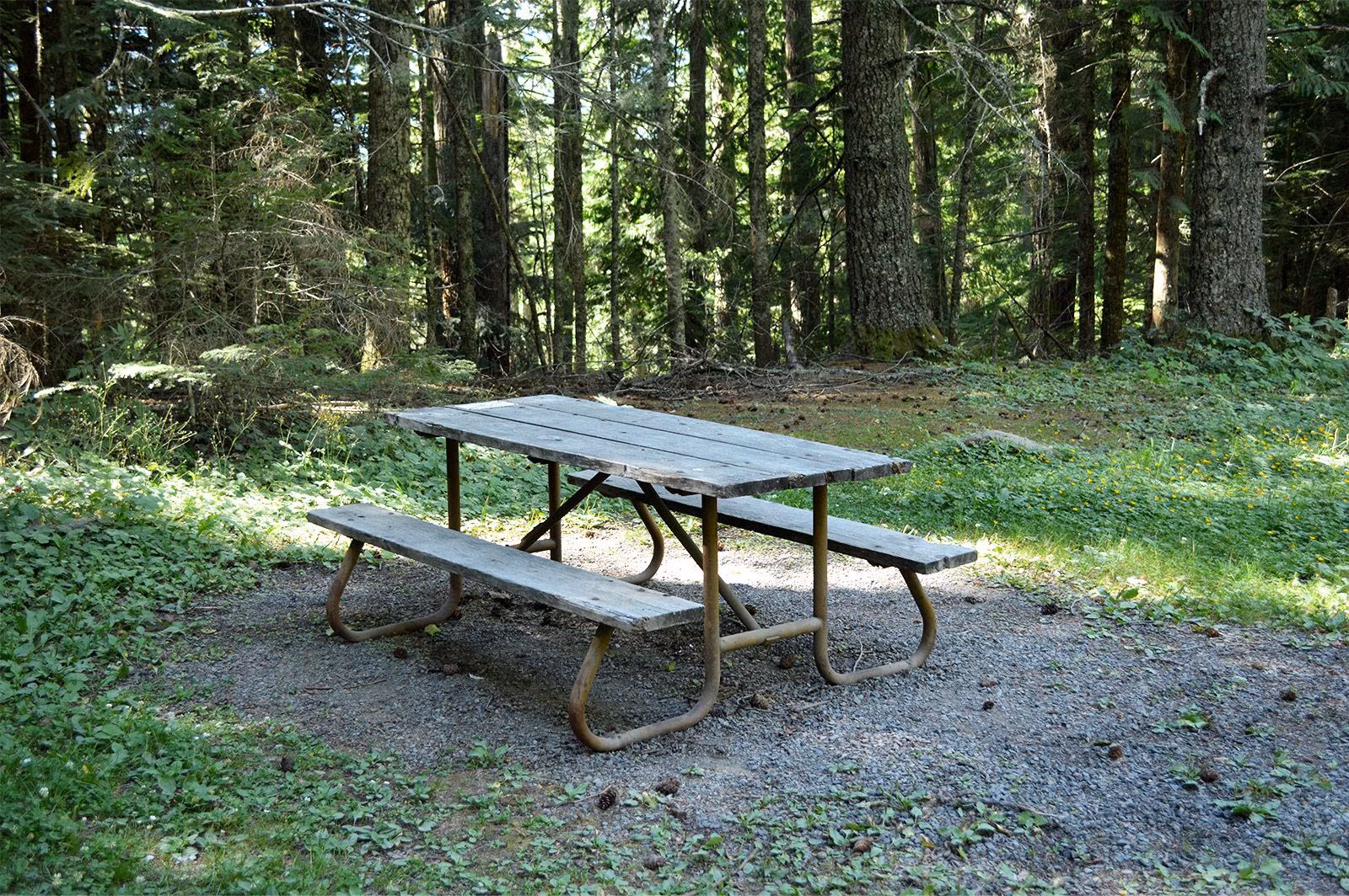 A wooden picnic table in a clearing surrounded by tall forest