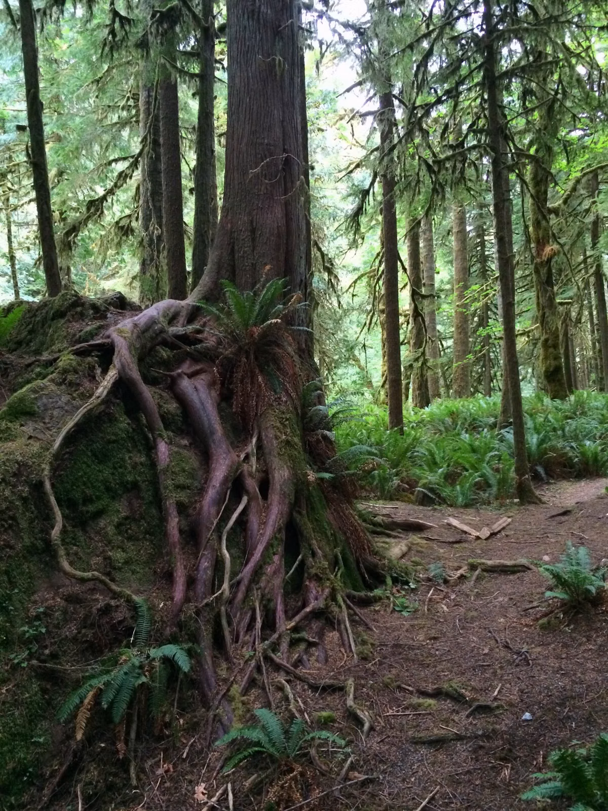 A dirt forest trail passing a big tree with exposed roots and sword ferns