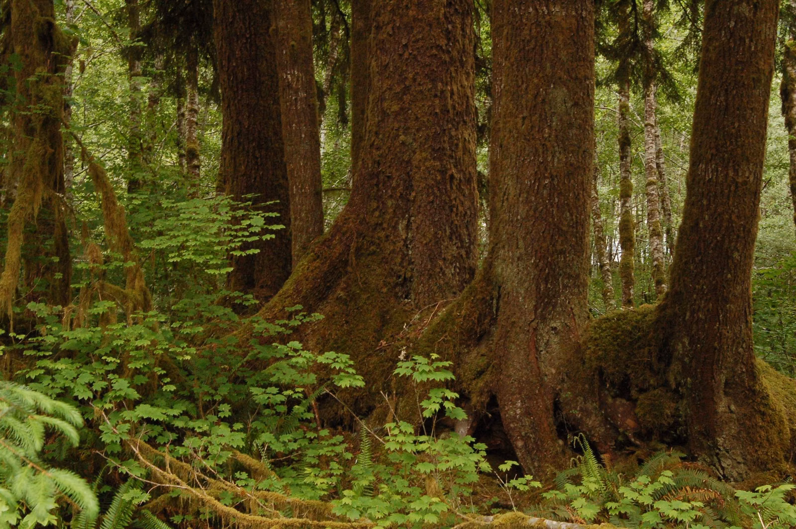 Massive moss-covered conifer trunks rising from a fern-filled old-growth forest floor