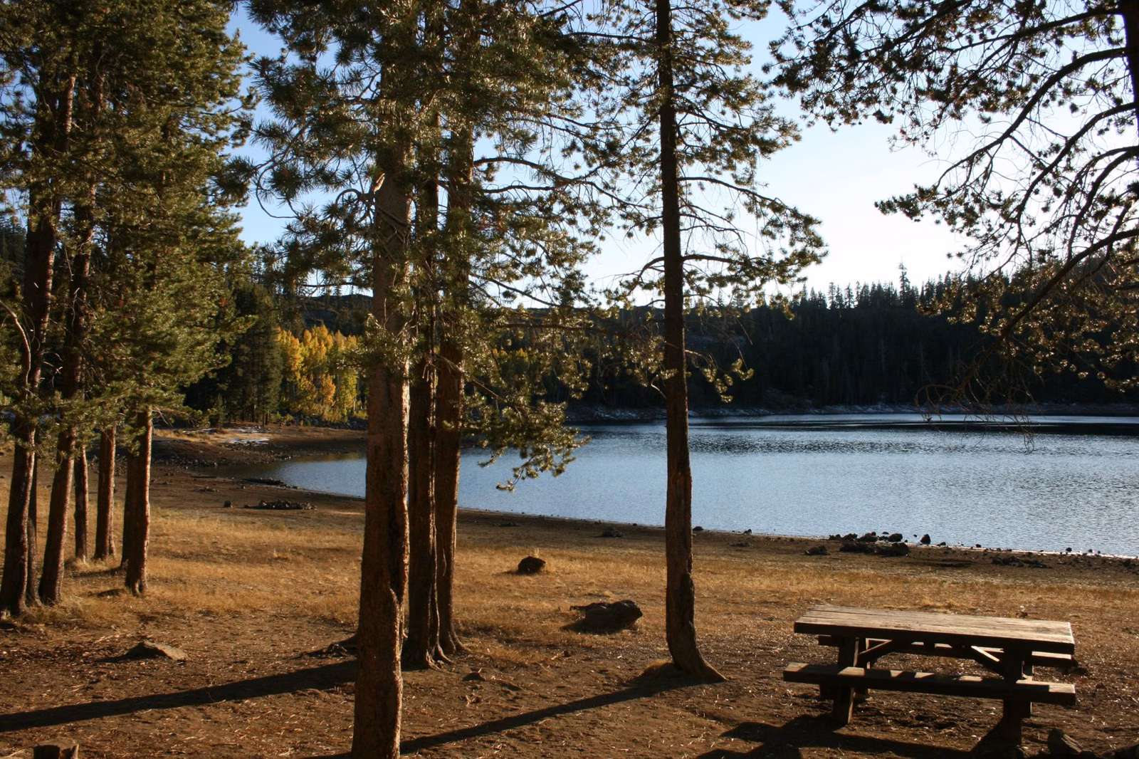 A wooden picnic table under pines on the shore of a calm lake