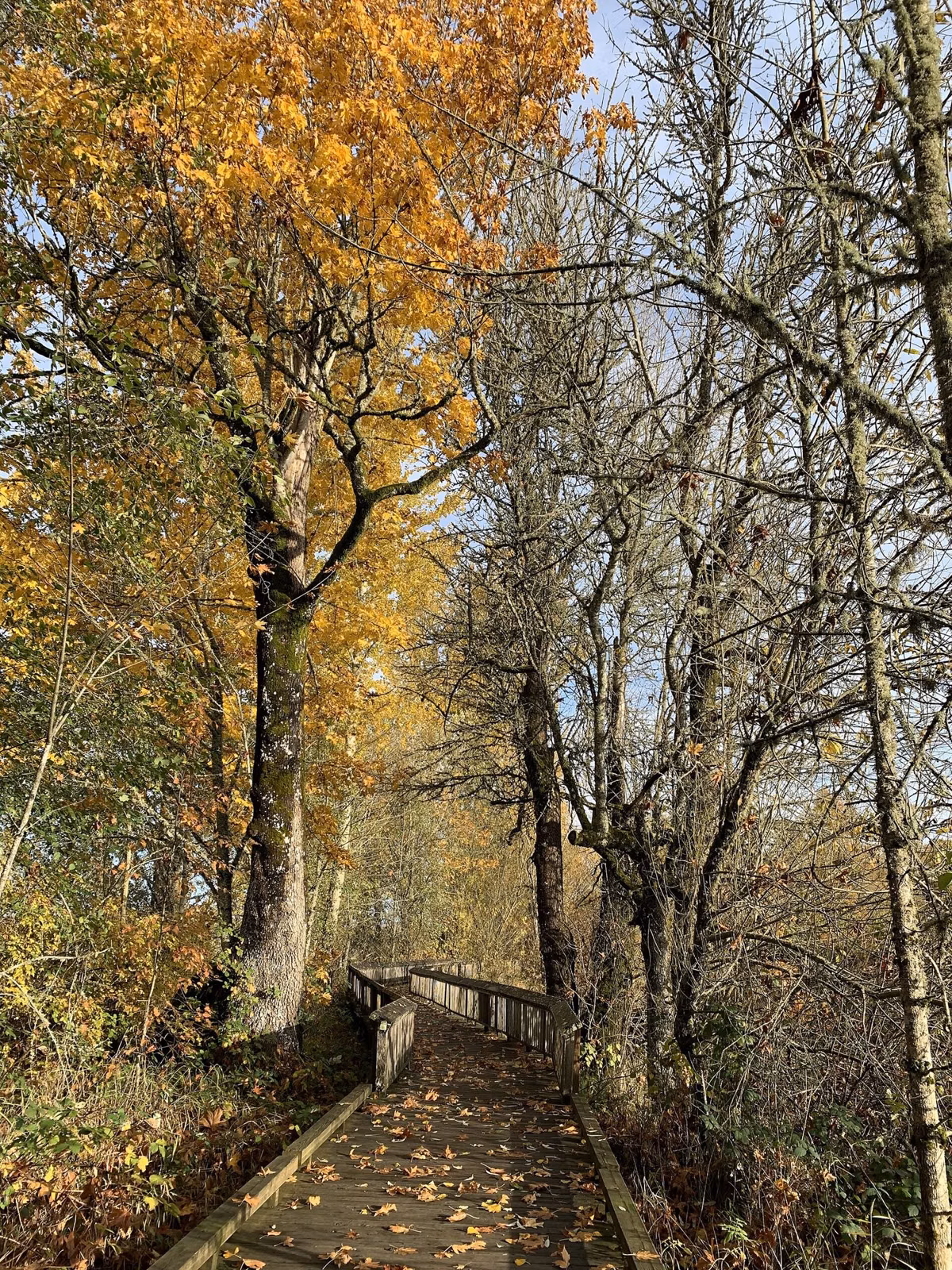 A boardwalk trail under yellow autumn trees