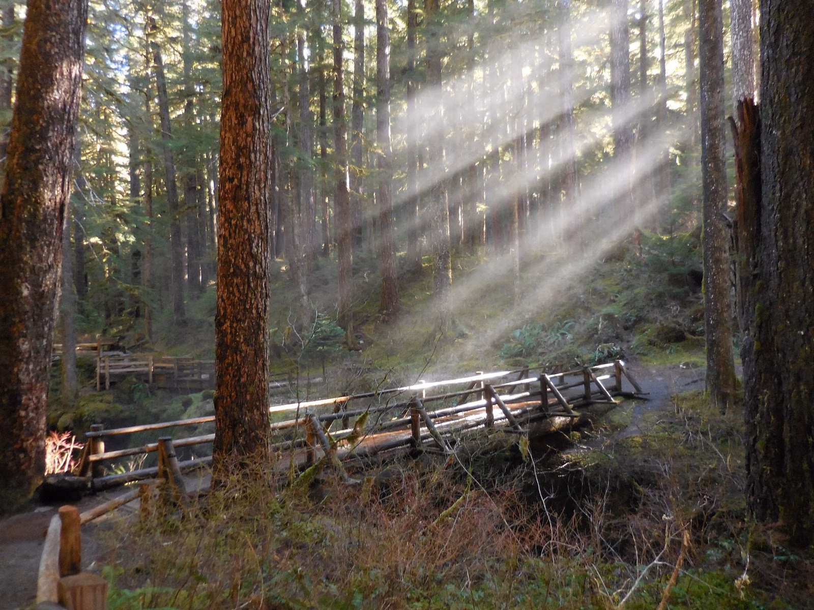 A wooden footbridge in a forest with sunbeams falling between tall trees